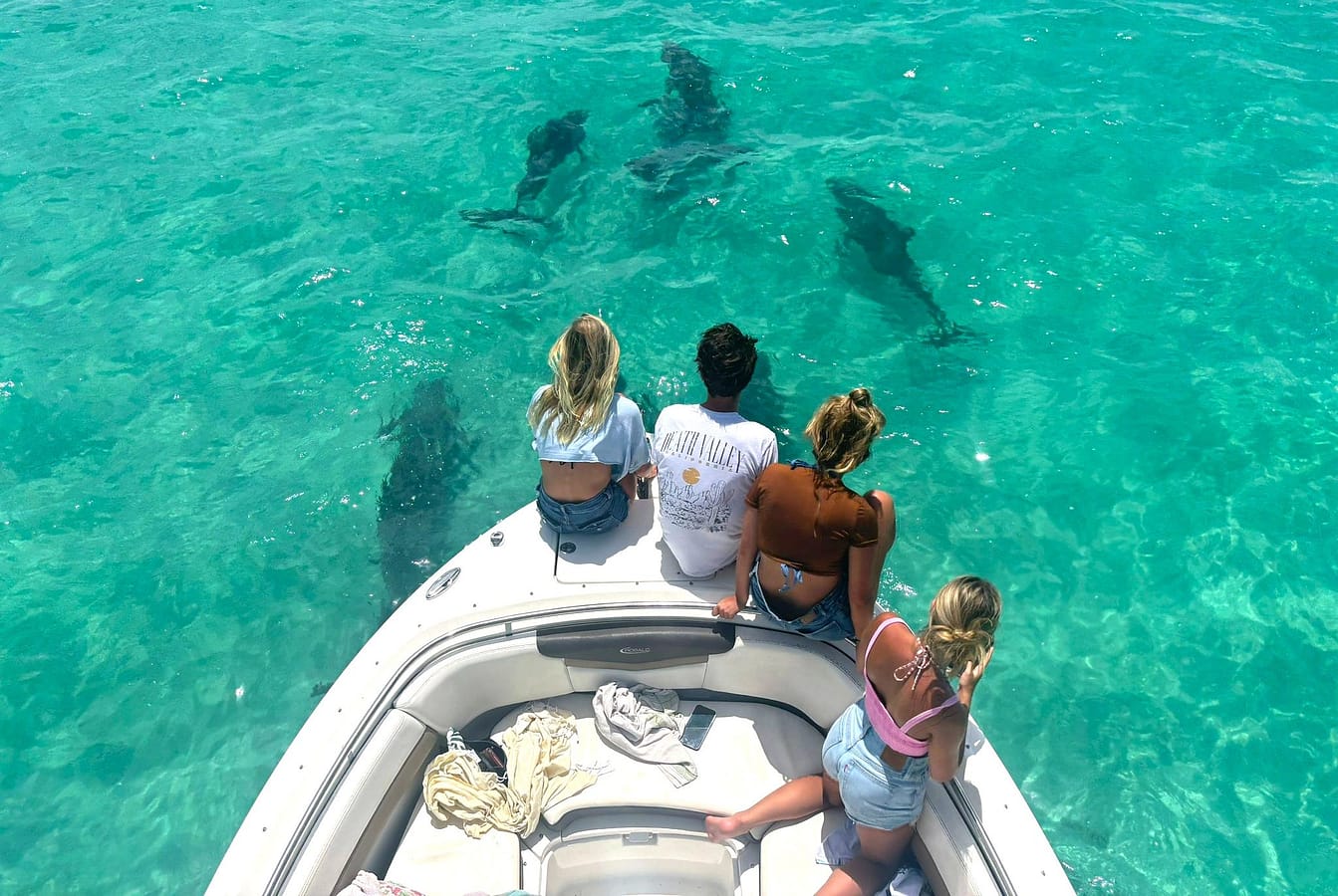 friends-are-watching-wild-dolphins-from-the-boat